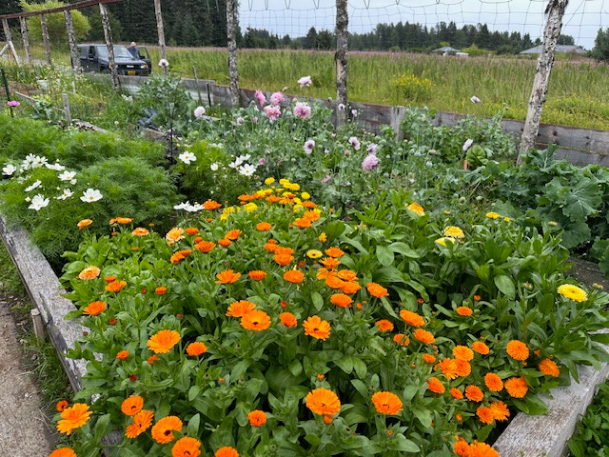 Flowers in August 2024 Flowers in August 2024